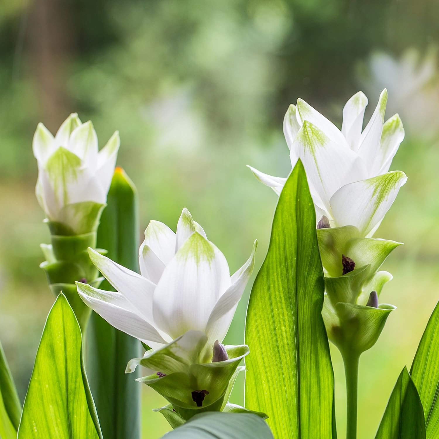 Curcuma (Curcuma scientific name) for planting in garden